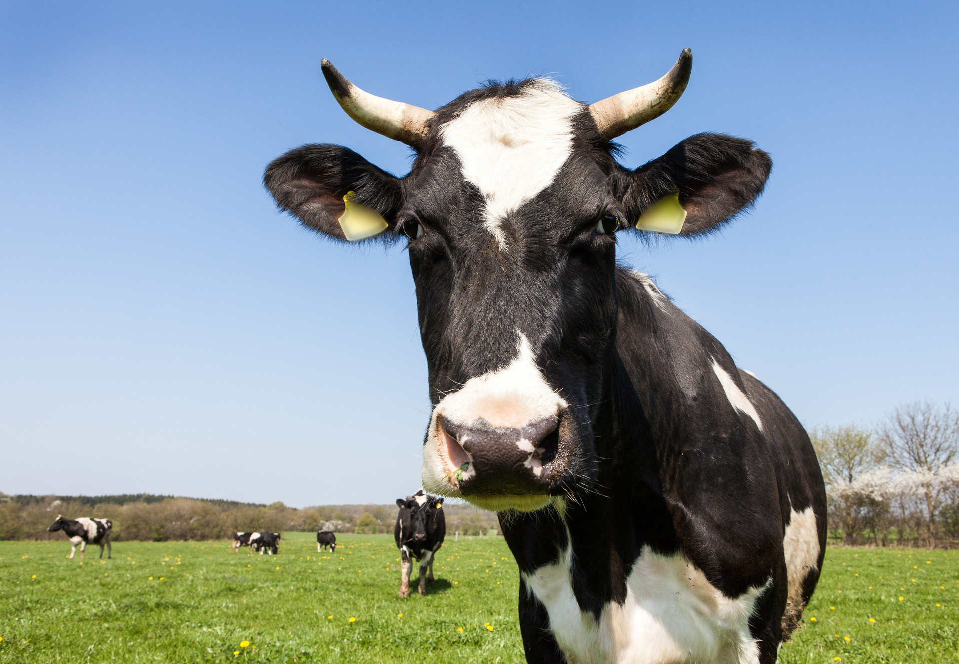 vache